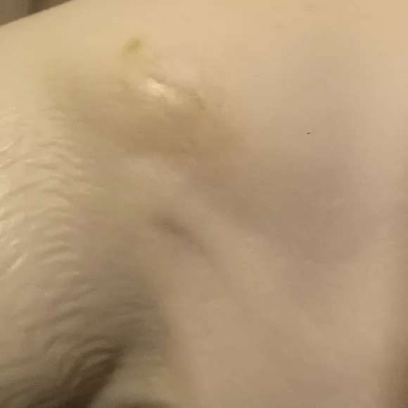 CollectA by Breyer Grey Arabian Mare - Picture 8 of 15